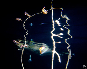 "Triple Reflection"
What you see here are not 6 squids ;... by Rico Besserdich 